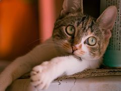 -翠花老菜饺子馆(七宝店)