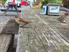 -Kaikoura Seafood BBQ Kiosk