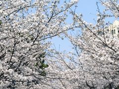 -高东镇樱花园
