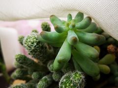 -秦美花卉(天朗·莱茵小城2期店)