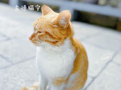 -龙华寺