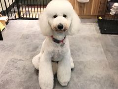 -小尾巴宠物店(万科·金域华庭店)