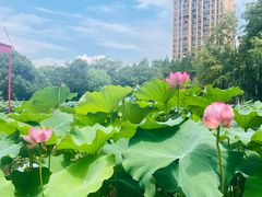 -陈家山荷花公园