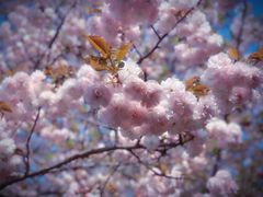 -高东镇樱花园