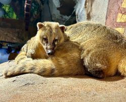 -Zoolung Zoolung动物主题公园(海信广场店)