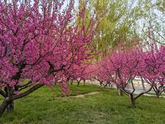 -莲花池公园