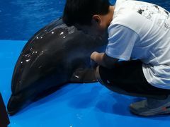 -锦艺城海洋馆