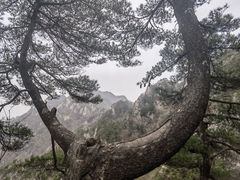-王顺山国家森林公园
