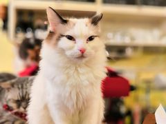 -猫色咖啡·猫咖