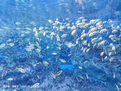-海合安成都极地海洋公园