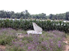 -北京东方普罗旺斯薰衣草庄园