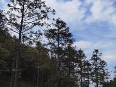 -武陵山森林公园