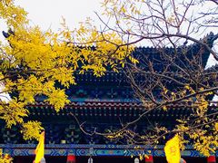-大槐树寻根祭祖园