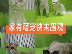 -唐小姐の私宠·宠物洗护美容·撸猫馆·购宠(周浦万达旗舰店)