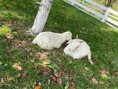 -桃园农庄·桃源宴