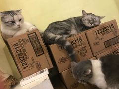 -猫色咖啡·猫咖