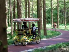 -黄海国家森林公园