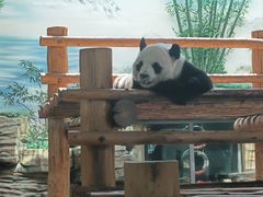 -西霞口神雕山野生动物世界