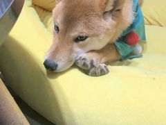 -逗柴咖啡屋·狗咖猫咖宠物桌游