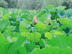 -莲湖公园