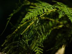 -谷咖啡·鲜花绿植花园餐厅