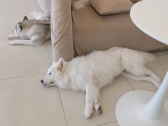 -怪兽屋·羊驼·猫咖·狗咖(俊华广场店)