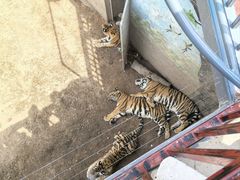 -西霞口神雕山野生动物世界
