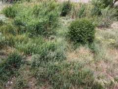 -新疆天山野生动物园