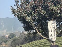 -白茶原·一片叶子