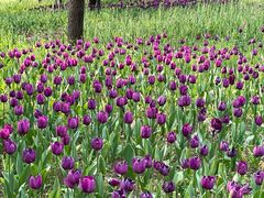 -长春公园(普阳街道)