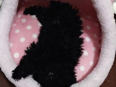 -帕帕拉兹宠物(亚洲旗舰店)