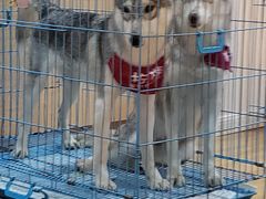 -Husky Go! 哈士奇体验馆·宠物咖啡厅狗咖