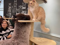 -安格丽娜·狗咖·猫咖羊驼咖(春熙路百盛商场店)