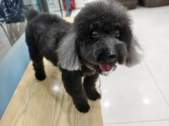 -芭比堂动物医院(广州爱宠下渡路分院)