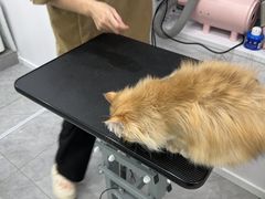 -爱洗澡的猫(天河路店)