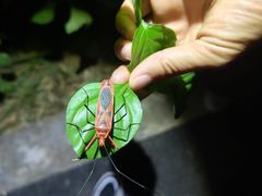 -中国科学院西双版纳热带植物园