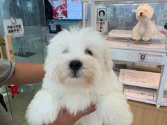 -翊宠yipet猫狗购宠庄园犬舍•猫舍