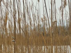 -野鸭湖国家湿地公园