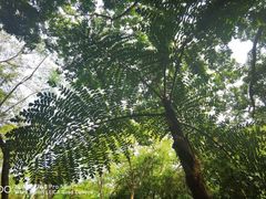 -中国科学院西双版纳热带植物园