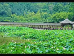 -龙头寺公园