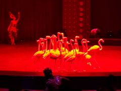 -珠海横琴长隆《卡卡虎奇遇记》