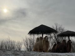 -北京野生动物园