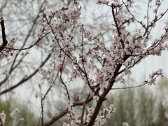 -南海子公园