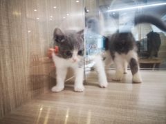 -飞行喵MR PILOT|猫舍·猫咖(静安大融城店)