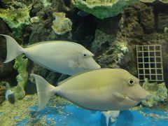 -锦艺城海洋馆
