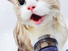 -喵汪宠物生活馆(涞坊路店)