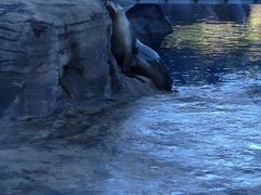 -悉尼海洋生物水族馆