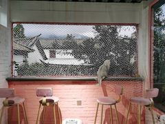 -喵屿·大理花园猫咖