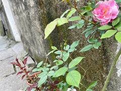 -鸣鹤古镇