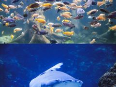 -南昌海洋公园